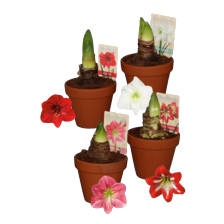 Amaryllis in stenen pot